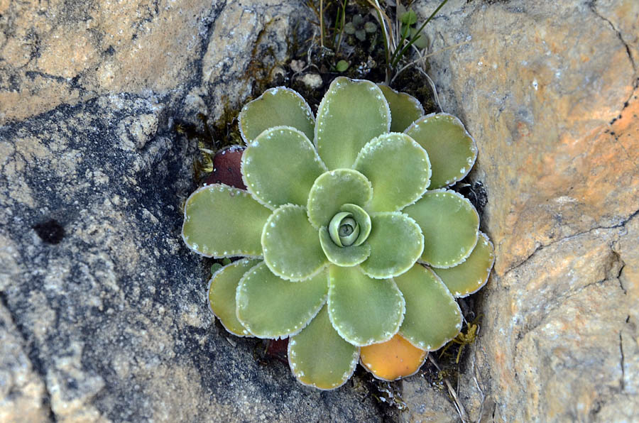 Rosetta di Saxifraga sp.